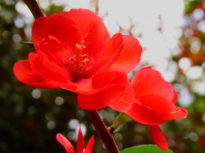 Que el frío no te detenga: la planta con flores hermosas que podés tener en tu jardín en invierno