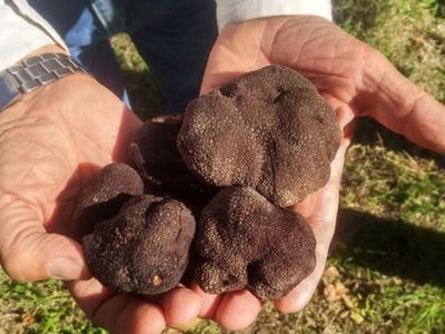 Choele Choel: la cosecha de trufas negras ha sido un éxito