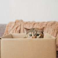 Con esta idea ni se te ocurrirá tirar las cajas de cartón: armate este increíble y creativo rascador para tu gato