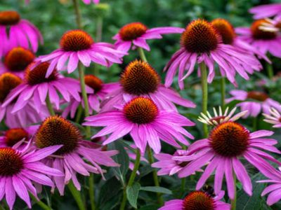 Las plantas con hermosas flores que podés sembrar en otoño para tener un jardín a puro color