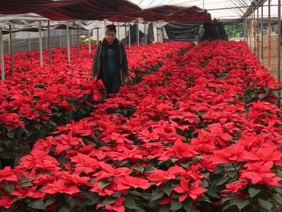 ¿Nochebuena? ¿Poinsettia? Estos son los otros nombres de la flor que es símbolo de la Navidad