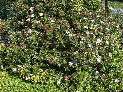 El arbusto que está siempre verde y da las flores más hermosas en invierno y primavera