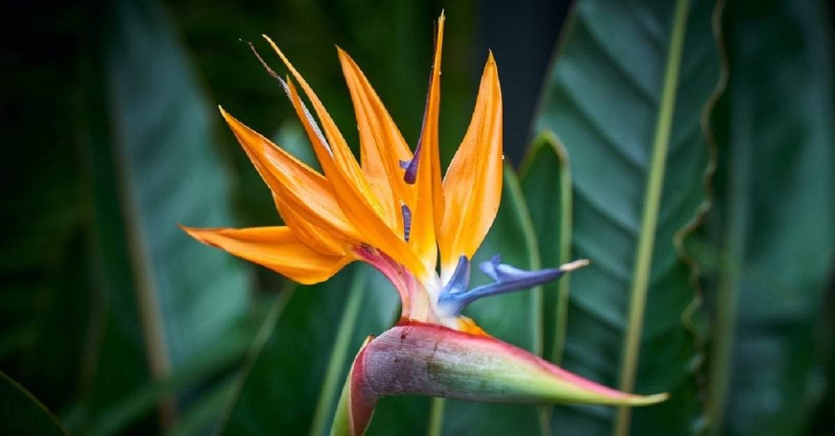 Plantas de hojas grandes. Fuente: (X)