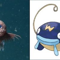 Descubren una nueva especie de pez y sorprende por su parecido a un Pokémon