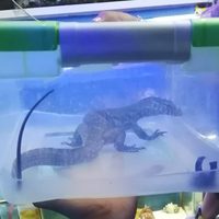 Rescatan a 67 animales durante operativo en mercado de la Venustiano Carranza