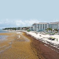 Cinco años infructuosos para detener el sargazo en Quintana Roo