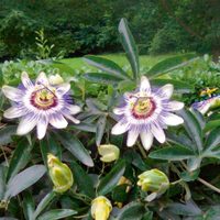 3 plantas con hermosas flores y gran poder cubritivo para tapar paredes feas o armar tu jardín vertical
