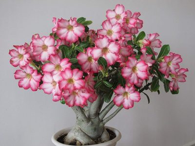 La suculenta poco conocida que brilla por sus hermosas flores rosas y su tronco grueso