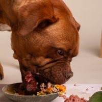 No tires las semillas de calabaza: podés aprovecharlas para tu perro y ahorrarte una fortuna en el veterinario