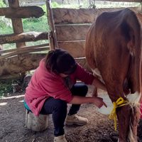 Productores lecheros del Norte Neuquino quieren potenciar la producción regional