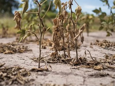 El Gobierno Nacional declaró la emergencia agropecuaria en Río Negro por la sequía en la región cordillerana