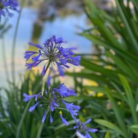 Época de propagar tu agapantus: la técnica perfecta y que no falla para llenar tu jardín de hermosas flores