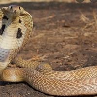 Víbora venenosa que escapó de zoológico sueco sigue prófuga