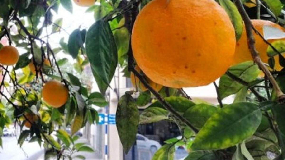 Distribuirán naranjas agrias de la calle. Fuente. (Instagram)