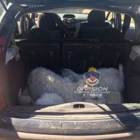 La Policía recuperó siete chivos vivos en el baúl de un automóvil, tras ser robados