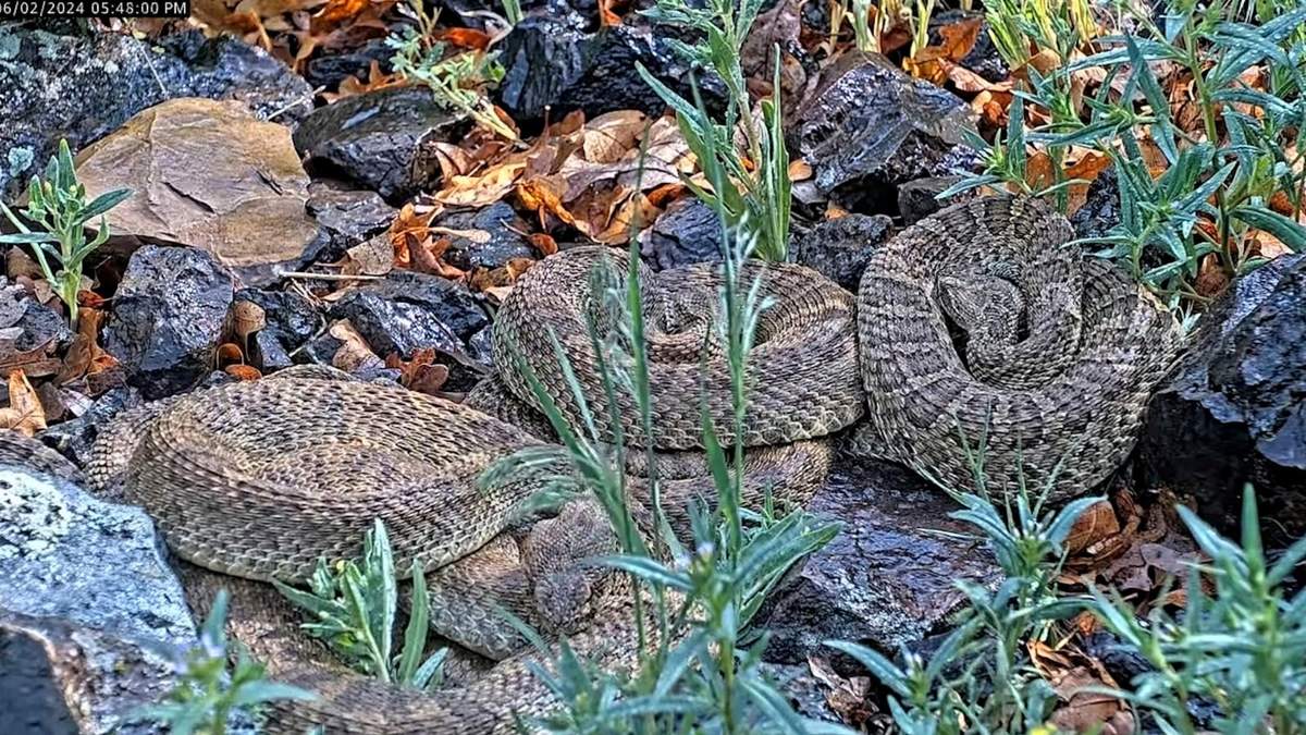 La naturaleza captada en tiempo real
