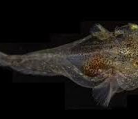 Peces sobreviven en Groenlandia cargados de anticongelante