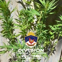 En Chos Malal secuestraron plantas de marihuana de casi dos metros