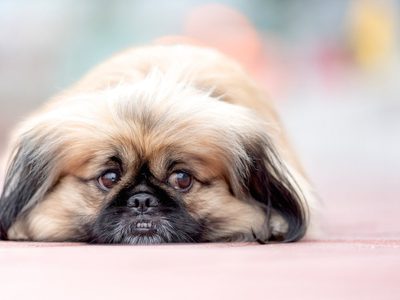 Curiosidades sobre el pekinés, el perro que integró la realeza oriental