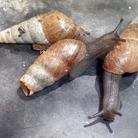 Si ves estos caracoles en tu jardín o macetas, dejalos: podrías cometer un grave error