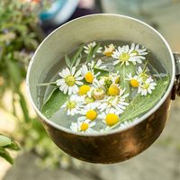 Cuáles son las plantas que ayudan a tener una piel saludable y más lozana