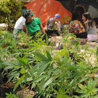 Estos son los lineamientos del reglamento para el uso medicinal de la mariguana