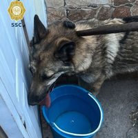 Gobierno de la CDMX indaga procedencia del lobo capturado en la GAM; no era del Zoológico de Aragón