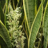 Sansevieria, la planta más fácil: los trucos para que dé hermosas flores y con un aroma increíble