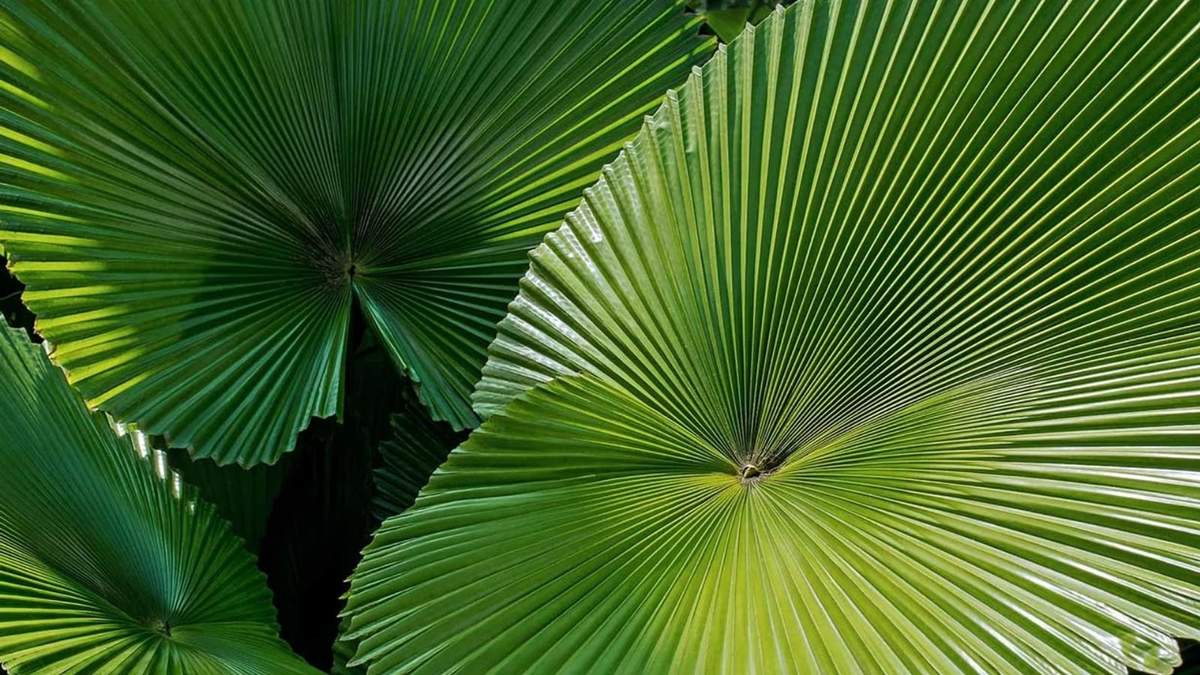 Planta. Fuente: (X)