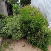 Qué pasó con un vivero de marihuana en Maipú
