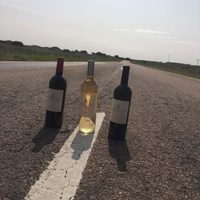 Crece un proyecto vitivinícola en General Acha