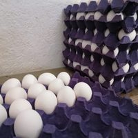 No lo tires: transformá el maple de huevos vacío en esta idea súper original que te va a encantar para tu jardín