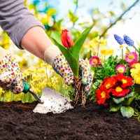 La planta “indestructible” que crece donde nada prospera y transforma el jardín con su perfume