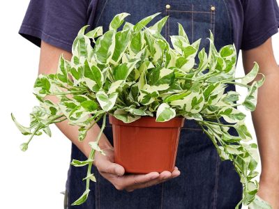 Las plantas que no fallan: se cuidan solas, multiplican fácil y quedan divinas como regalo