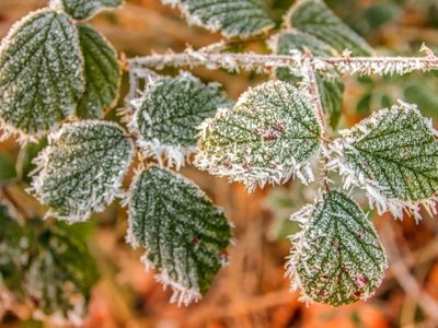 Los 4 errores que muchos cometen con sus plantas en invierno y que traen consecuencias negativas en tu jardín