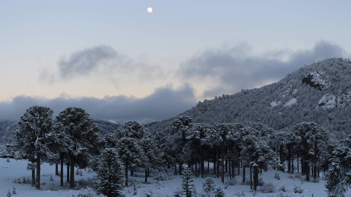 Se esperan las nevadas copiosas en Neuquén. Fuente: (Twitter)