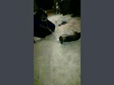 Matan a garrotazos a dos perros en Chiapas; pensaban que tenían rabia (video)