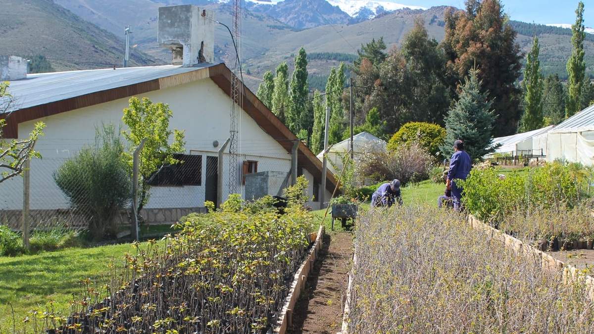 Los viveros provinciales ofrecen especies nativas y exóticas.