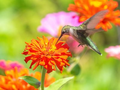2 arbustos que van a transformar tu jardín en la casa de los colibríes