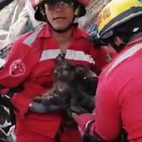 Bomberos rescatan a mascotas atrapadas por derrumbe de vivienda en Guadalajara