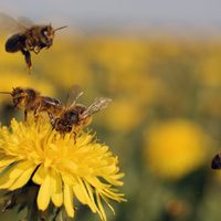 Sin remedios "mágicos": las plantas que necesitás tener en tu jardín para alejar a las abejas y avispas