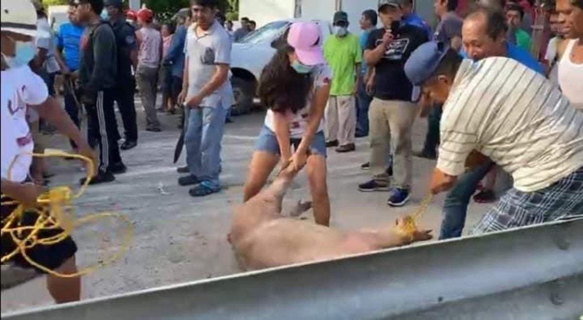 La rapiña de cerdos se dio en la carretera de Cosoleacaque