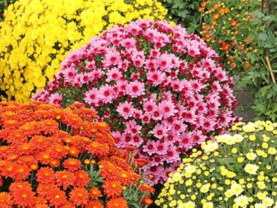 La planta que llenará de flores tu jardín en primavera con los colores más lindos