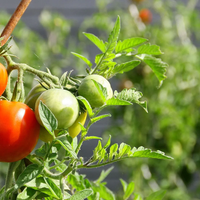 Es posible: así podés hacer que tu planta de tomates dé frutos en otoño
