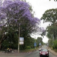 Kenia decreta día festivo para plantar árboles