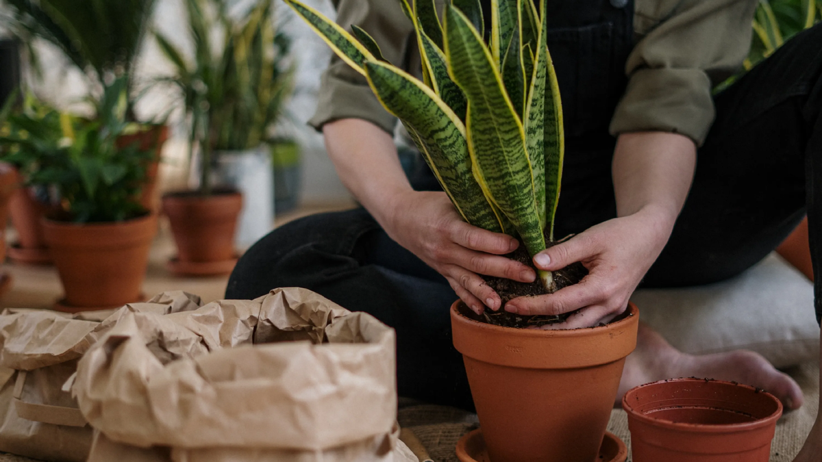 Plantas. Fuente: (Instagram)