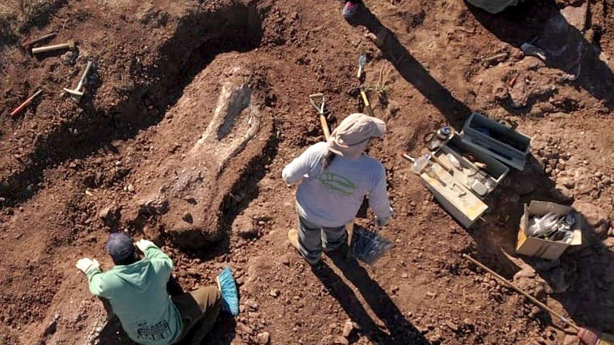 Hallazgo paleontológico en Villa El Chocón. Fuente: (Twitter)