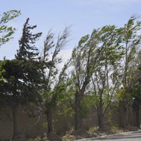 Clima en Neuquén: !Ufff! el domingo seguirá con calor extremo y se sumará el viento