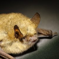 Murciélagos y pangolines de Asia tienen coronavirus relacionados con SARS-CoV-2