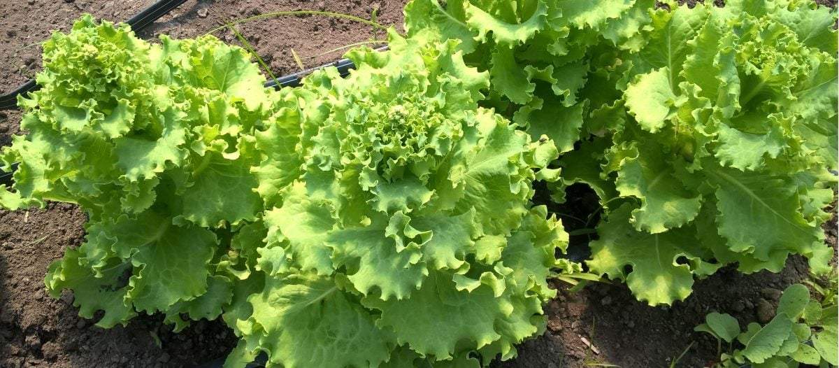 Los beneficios de la huerta familiar.